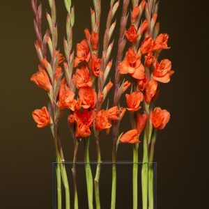 Horizontal H4 Vase
